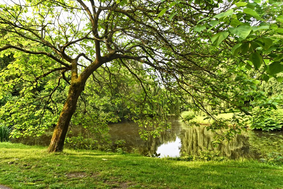 A mature deciduous tree with a thick, textured trunk and sprawling branches extending horizontally over a tranquil pond, creating a canopy of vibrant green leaves. The pond's surface is calm, reflecti