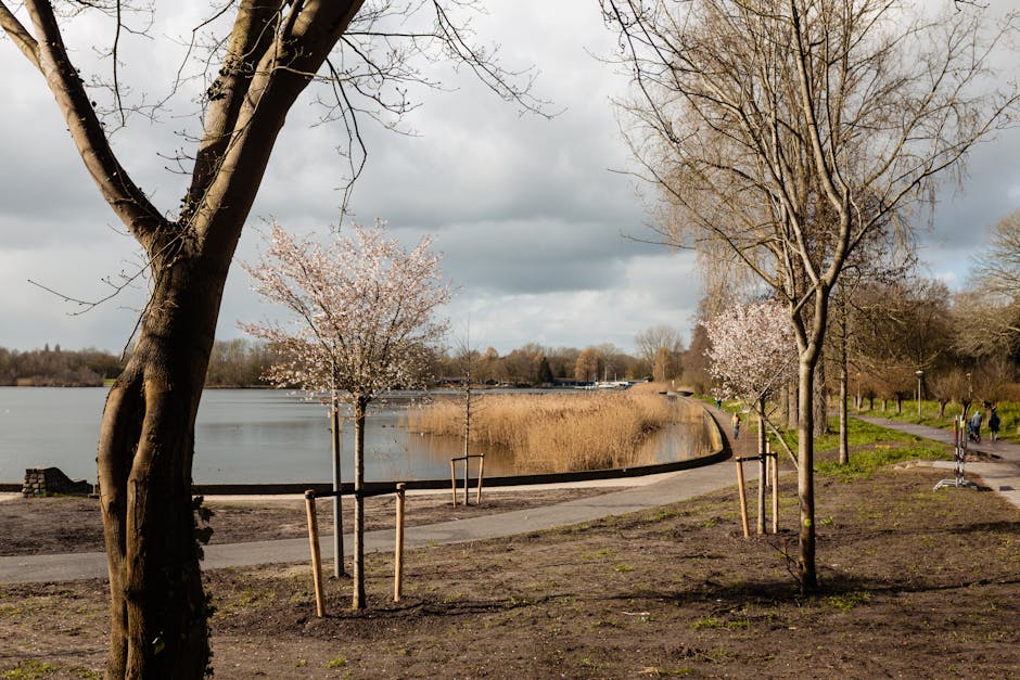 A mature deciduous tree with a thick, textured trunk and sprawling branches extending horizontally over a tranquil pond, creating a canopy of vibrant green leaves. The pond's surface is calm, reflecti